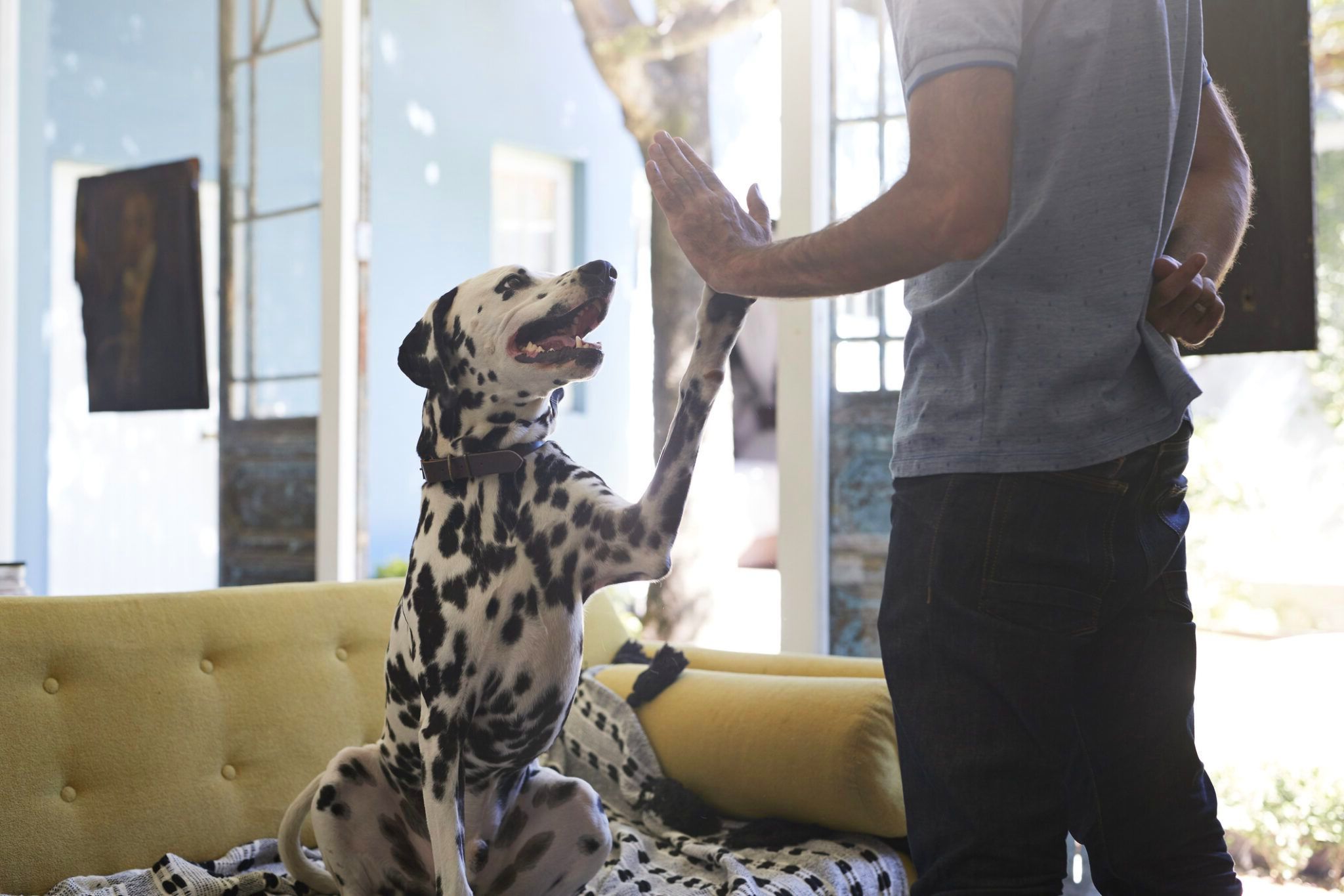 5 советов по дрессировке собак для начинающих 5 советов по дрессировке собак для начинающих