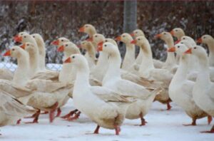 Адлерские гуси