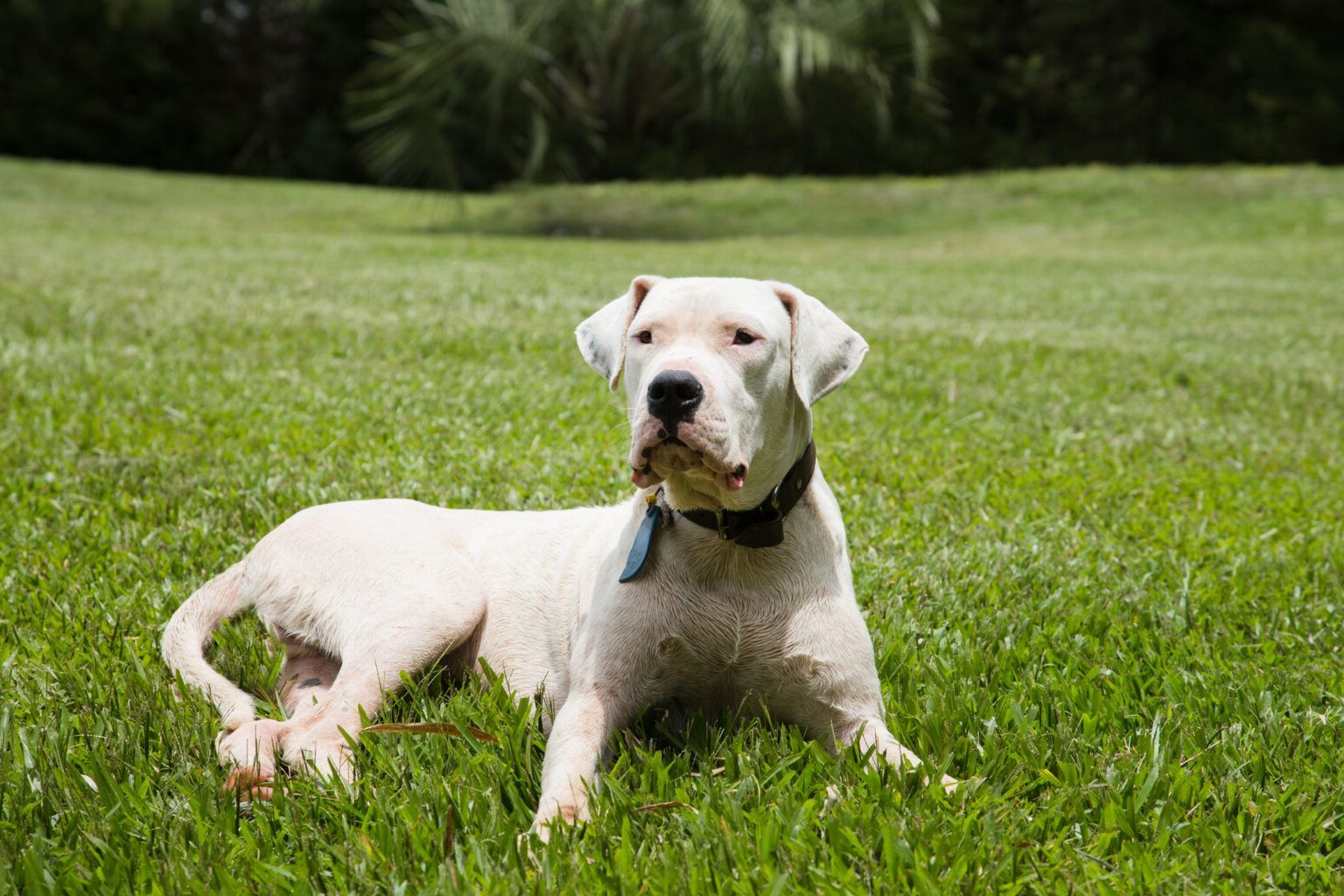 18 фактов о внушительном Аргентинском доге Аргентинский дог