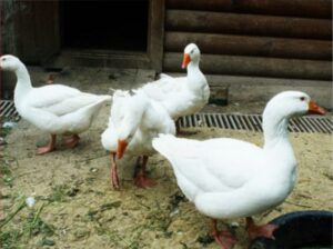 Арзамасские гуси