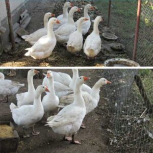 Датский Легарт