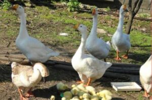 Горьковские гуси