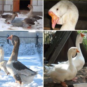 Холмогорские гуси