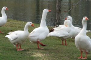 Итальянские гуси