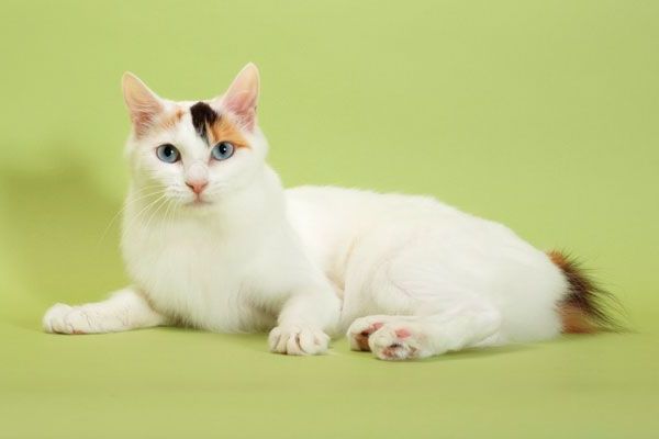 Японский бобтейл и его гипоаллергенность Японский бобтейл