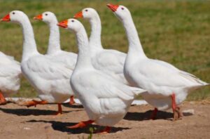 Эмденские гуси