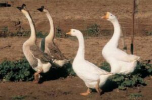 Китайские гуси