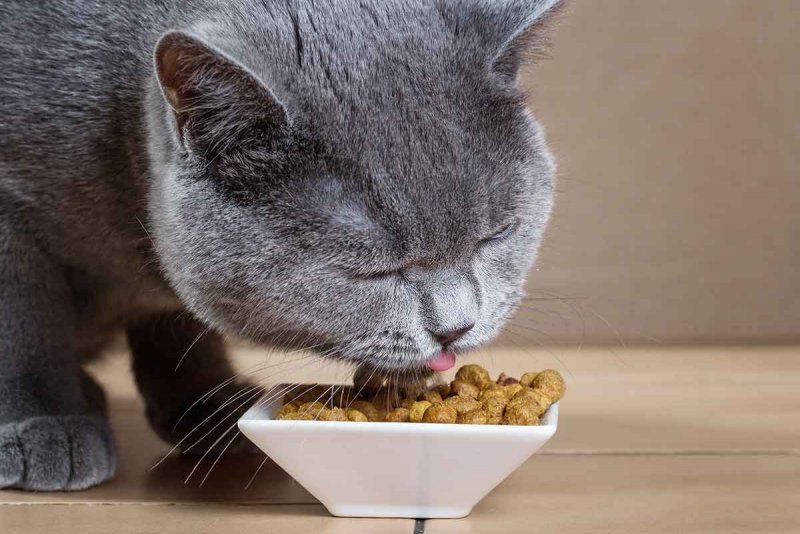 Можно ли взрослым кошкам есть корм для котят? Кошка ест