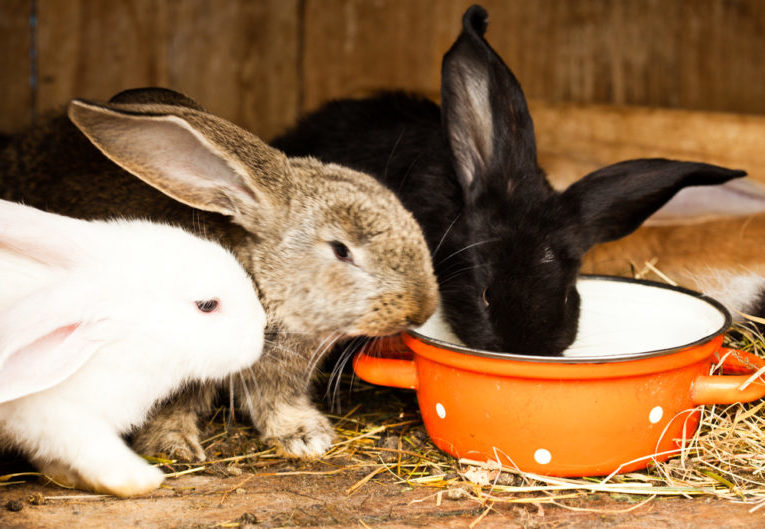 Как обеспечить кроликам прохладу летом Кролики