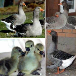 Крупные серые гуси