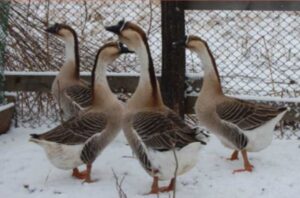 Кубанские гуси