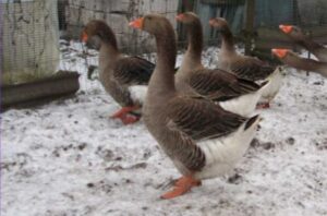 Ландские гуси