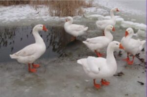 Линдовские гуси