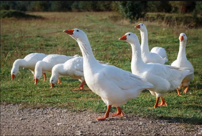 Список лучших пород домашних гусей, описание и их характеристики продуктивности Породы домашних гусей