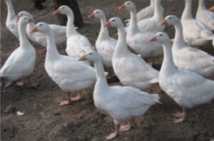 Рейнские гуси