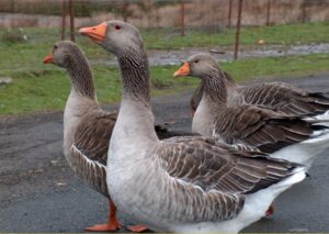 Шадринские гуси