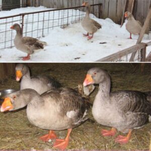 Тульские бойцовские гуси