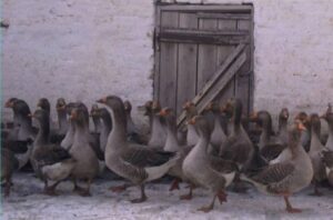 Тулузские гуси