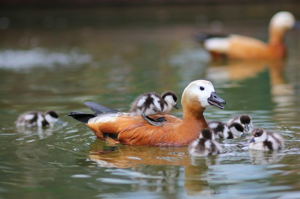 Утка Огарь - описание вида, места гнездования, питание, особенности Утка Огарь