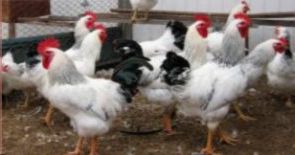 Характеристики мясо-яичных пород кур