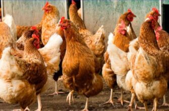 Характеристики мясо-яичных пород кур Куры