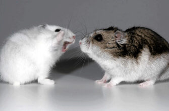 Почему хомяки нападают друг на друга? draka-homyakov