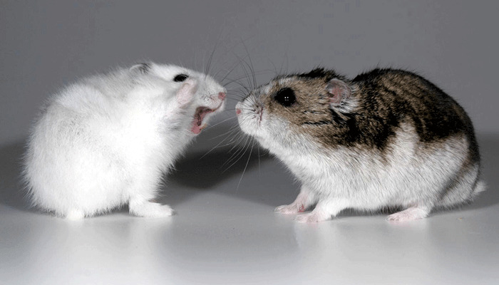 Почему хомяки нападают друг на друга? draka-homyakov