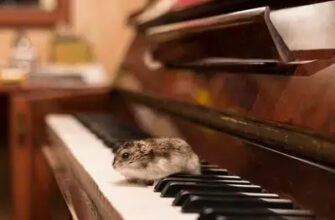 Любят ли музыку хомяки? Хомяк и рояль