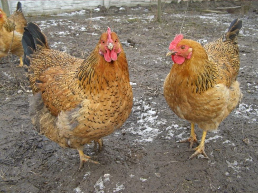 Юбилейная Кучинская