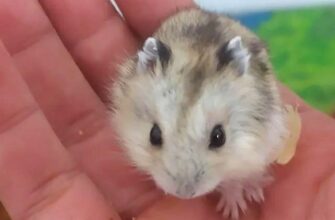 Как приручить хомяка Как приручить хомяка