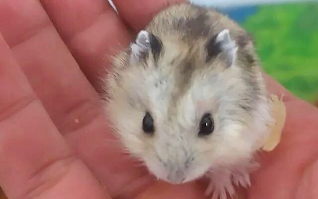Как приручить хомяка Как приручить хомяка