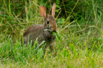 Чем кормить кролика кролик в траве