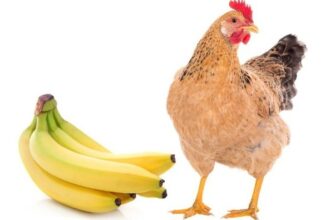 Можно ли курам есть бананы? mozhno-li-kuram-est-banany