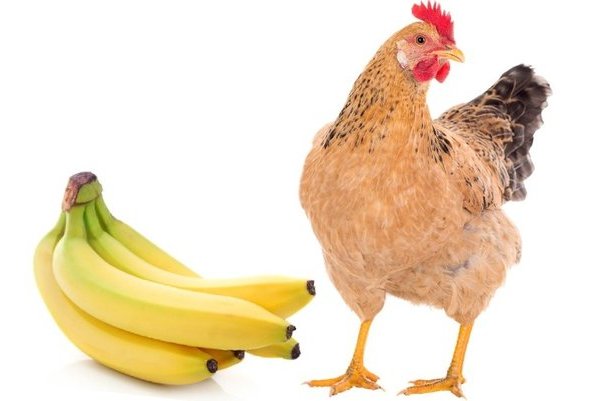 Можно ли курам есть бананы? mozhno-li-kuram-est-banany