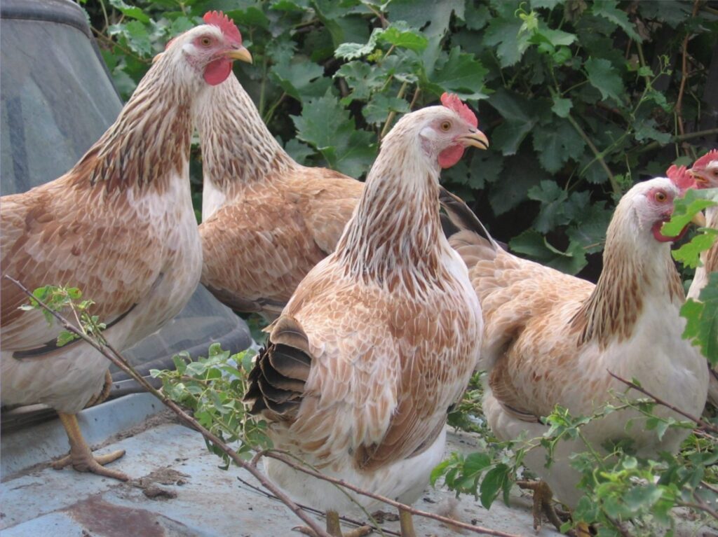 Лососевые загорские