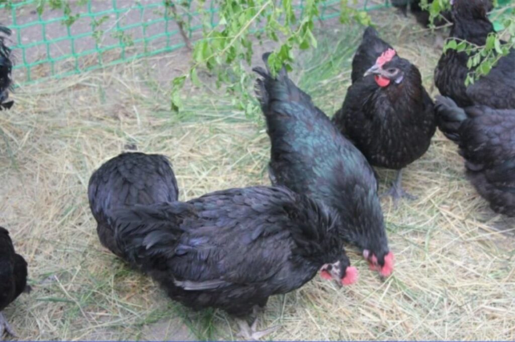 Московская