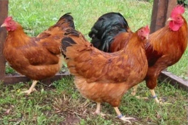 Характеристики мясо-яичных пород кур