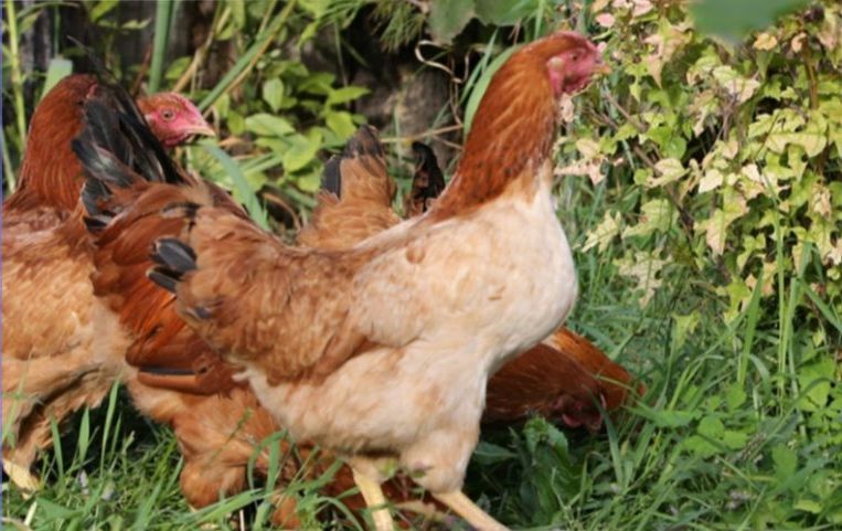 Характеристики мясо-яичных пород кур