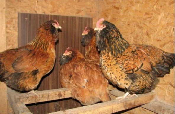 Характеристики мясо-яичных пород кур