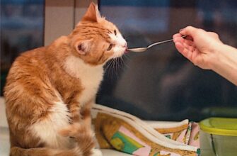 Питание кошек: Кормление вашего пушистого друга Питание кошек Кормление вашего пушистого друга