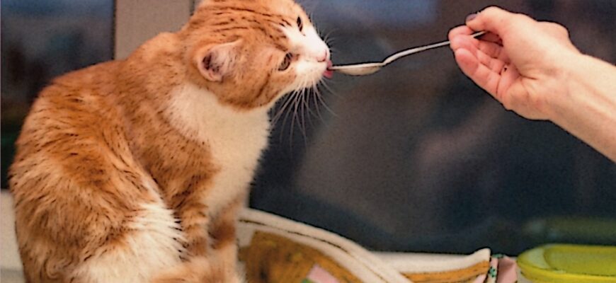 Питание кошек: Кормление вашего пушистого друга Питание кошек Кормление вашего пушистого друга