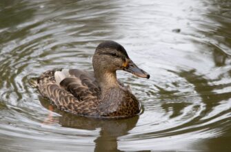 Утки и их место в искусстве и культуре Утки и их место в искусстве и культуре