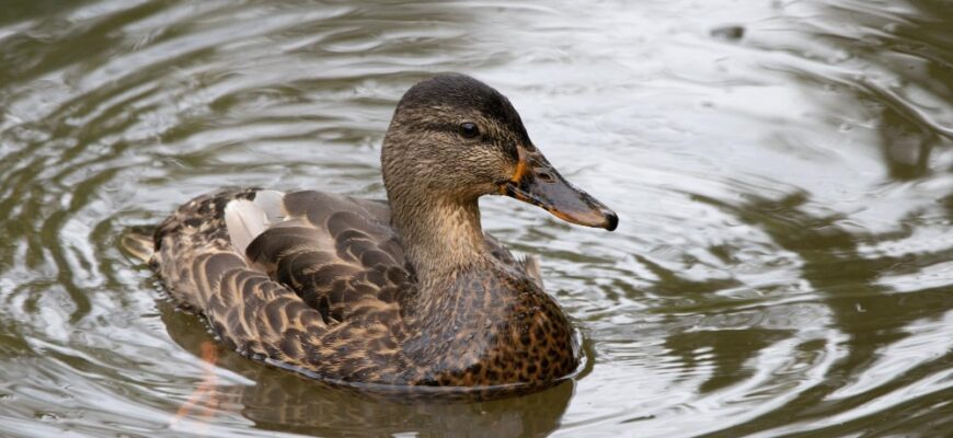Утки и их место в искусстве и культуре Утки и их место в искусстве и культуре