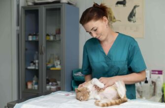 Важность регулярного ветеринарного ухода за кошками Важность регулярного ветеринарного ухода за кошками